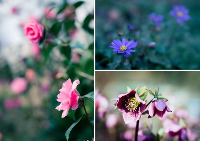 Spring garden photography tips
